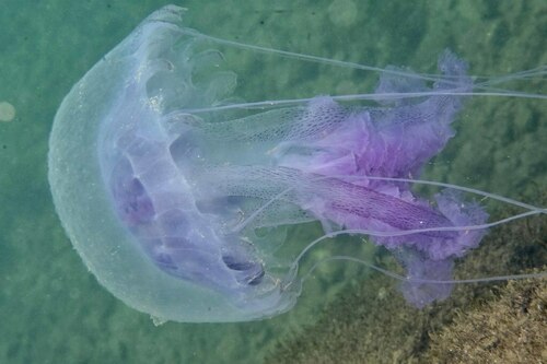 Pelagia noctiluca - Photo (c) xavi salvador costa, all rights reserved