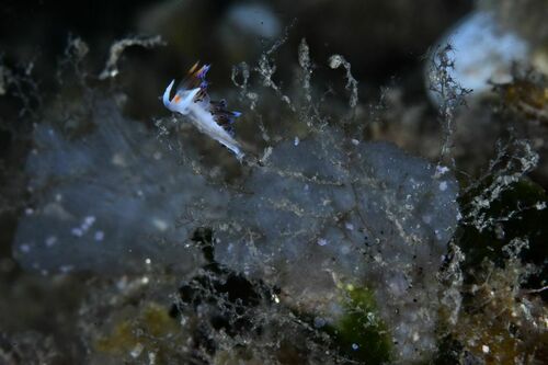 Wine-glass Hydroids - Photo (c) xavi salvador costa, some rights reserved (CC BY-NC)