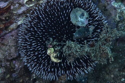 Sphaerechinus granularis - Photo (c) xavi salvador costa, all rights reserved