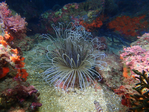 Cerianthus membranaceus - Photo (c) Edu, some rights reserved (CC BY-NC)