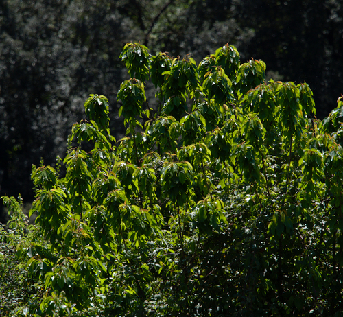 Plums - Photo (c) Jaume Piera, some rights reserved (CC BY-NC)
