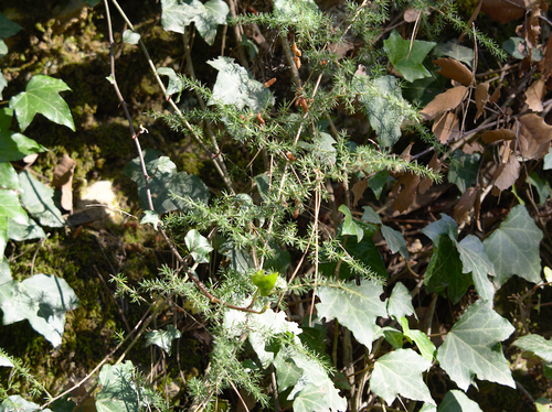Spiny Asparagus - Photo (c) Jaume Piera, some rights reserved (CC BY-NC)
