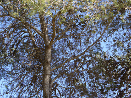 Pines - Photo (c) Jaume Piera, some rights reserved (CC BY-NC)
