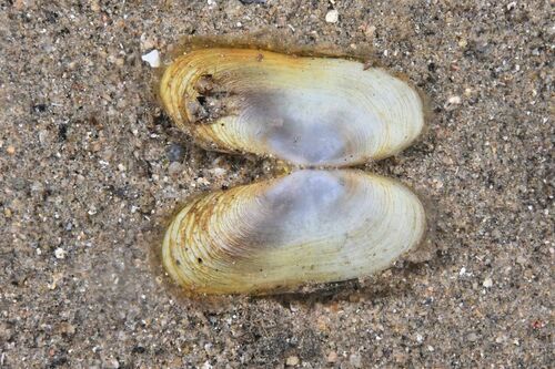 Otter Shell - Photo (c) xavi salvador costa, some rights reserved (CC BY-NC)