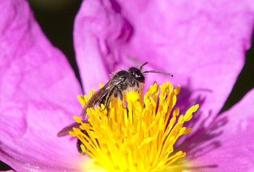 Lasioglossum - Photo (c) Jaume Piera, some rights reserved (CC BY-NC)