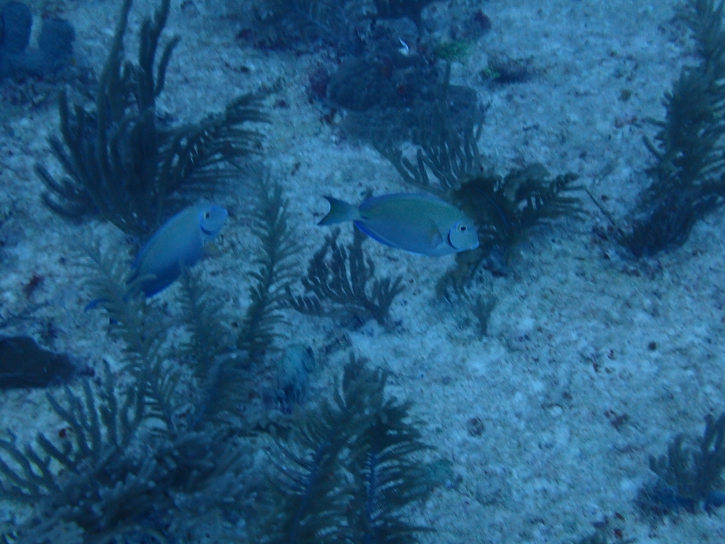Grey Doctorfish - Photo (c) Berta Companys Oliva, some rights reserved (CC BY-NC), uploaded by Berta Companys