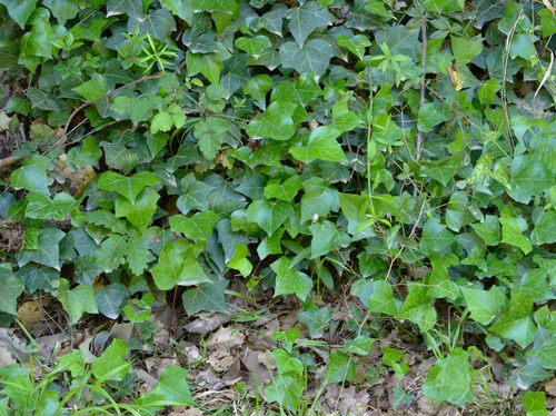 Common Ivy - Photo (c) Jaume Piera, some rights reserved (CC BY-NC)