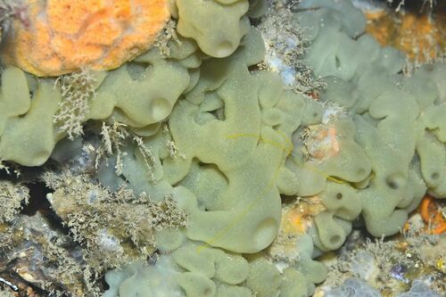 Oscarella viridis - Photo (c) xavi salvador costa, some rights reserved (CC BY-NC)
