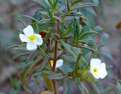 Montpelier Cistus - Photo (c) Jaume Piera, some rights reserved (CC BY-NC)