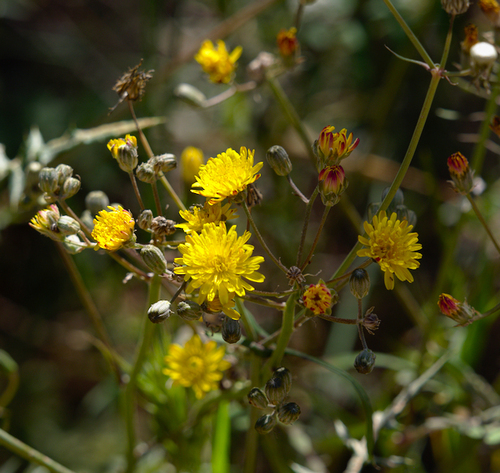 Slender Sowthistle - Photo (c) Jaume Piera, some rights reserved (CC BY-NC)