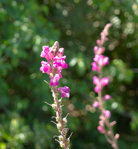 Snapdragon - Photo (c) Jaume Piera, some rights reserved (CC BY-NC)