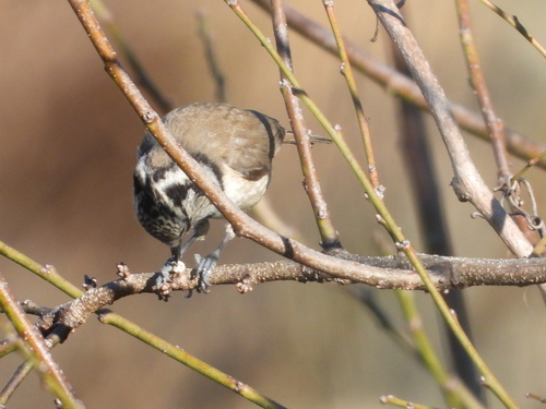 Crested Tit - Photo (c) Vicenç Roig Vidal, some rights reserved (CC BY-NC)