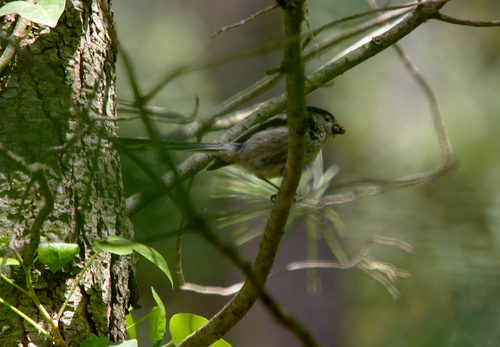 Aegithalos caudatus - Photo (c) Jaume Piera, some rights reserved (CC BY-NC)