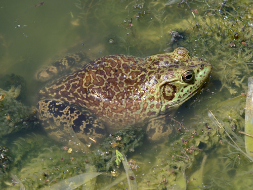 Typical Frogs - Photo (c) Jaume Piera, some rights reserved (CC BY-NC)