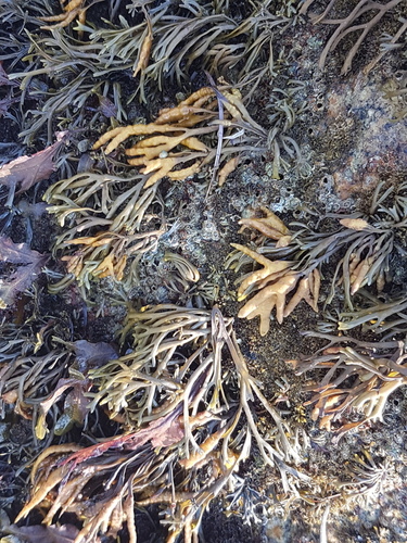 Channelled Wrack - Photo (c) Jaume Piera, some rights reserved (CC BY-NC)