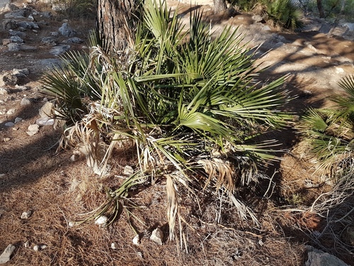 Mediterranean Fan Palm - Photo (c) Jaume Piera, some rights reserved (CC BY-NC)