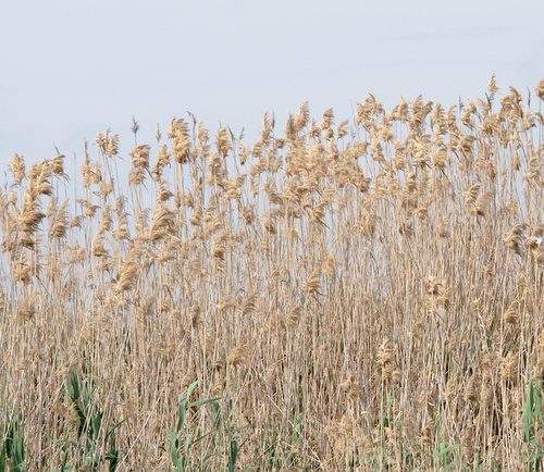 Common Reed - Photo (c) Jaume Piera, some rights reserved (CC BY-NC)