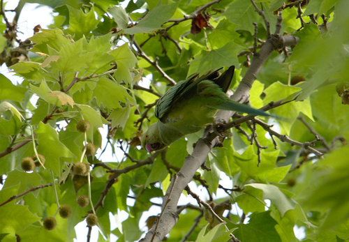 Rose-ringed Parakeet - Photo (c) Jaume Piera, some rights reserved (CC BY-NC)