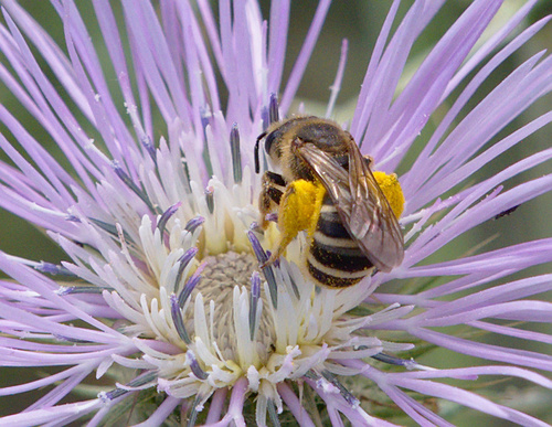 Halictus - Photo (c) Jaume Piera, some rights reserved (CC BY-NC)