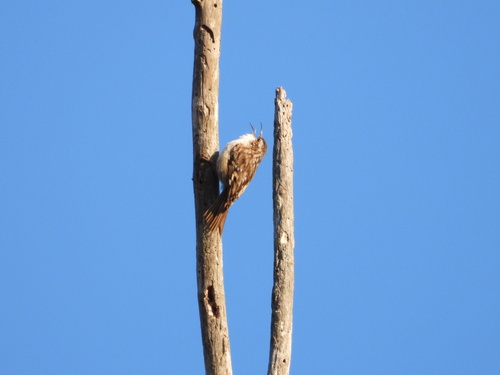 Certhia brachydactyla - Photo (c) Vicenç Roig Vidal, some rights reserved (CC BY-NC)