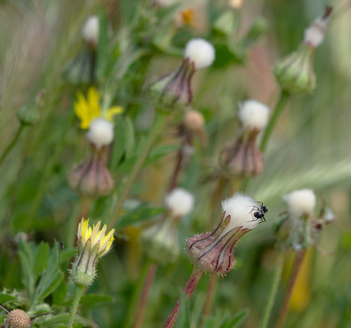 False Hawkbit - Photo (c) Jaume Piera, some rights reserved (CC BY-NC)