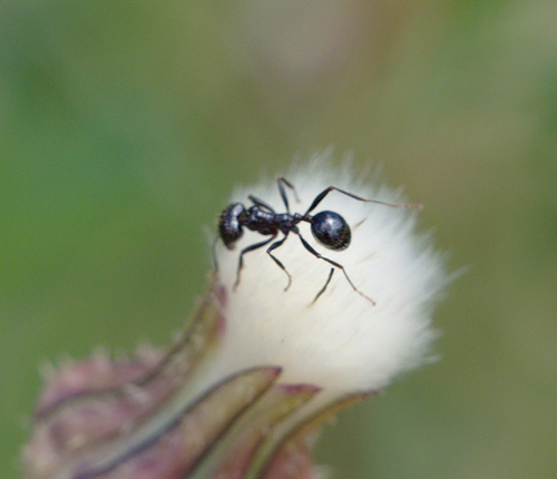 Messor Harvester Ants - Photo (c) Jaume Piera, some rights reserved (CC BY-NC)