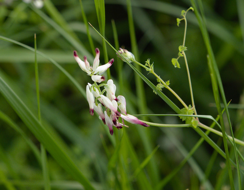 White Ramping-Fumitory - Photo (c) Jaume Piera, some rights reserved (CC BY-NC)