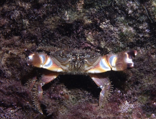 Eriphia verrucosa - Photo (c) oriol_d, all rights reserved