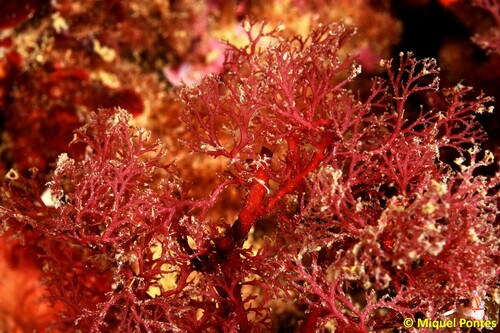 Sphaerococcus coronopifolius - Photo (c) FECDAS MEDI AMBIENT, some rights reserved (CC BY-NC)