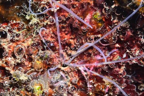 Fringed Blood Worm - Photo (c) xavi salvador costa, some rights reserved (CC BY-NC)
