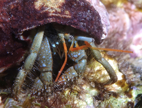 Hermit Crabs - Photo (c) oriol_d, all rights reserved