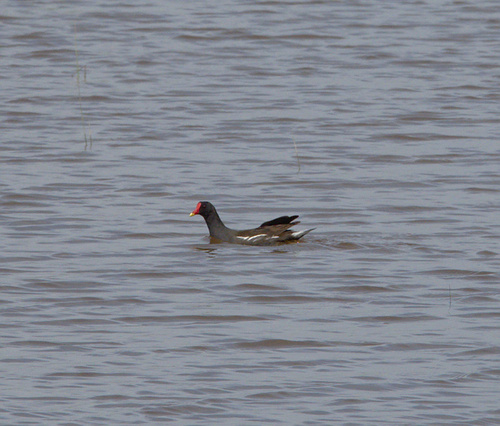 Gallinula chloropus - Photo (c) Jaume Piera, some rights reserved (CC BY-NC)