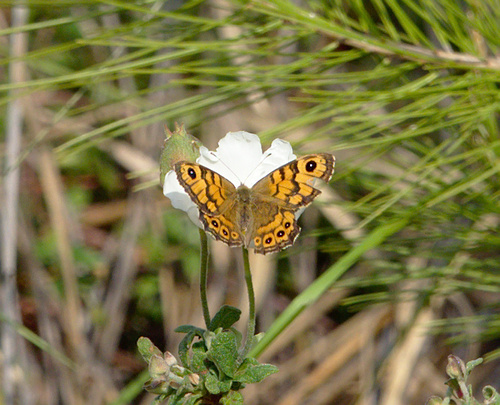 Lasiommata megera - Photo (c) Jaume Piera, some rights reserved (CC BY-NC)