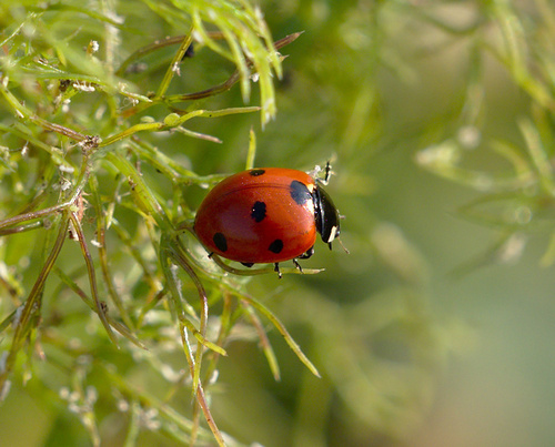 Seven-spot Ladybird - Photo (c) Jaume Piera, some rights reserved (CC BY-NC)