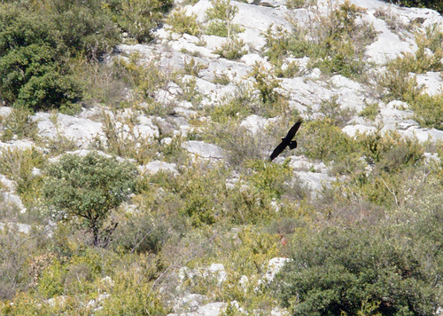 Corvus corax - Photo (c) Jaume Piera, some rights reserved (CC BY-NC)