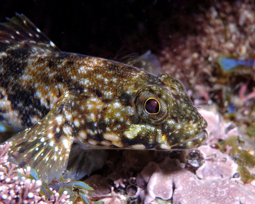 Gobius cobitis - Photo (c) oriol_d, all rights reserved