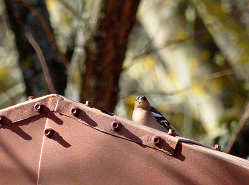 Fringilla coelebs - Photo (c) Jaume Piera, some rights reserved (CC BY-NC)