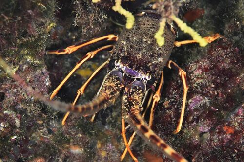 Palinurus elephas - Photo (c) xavi salvador costa, all rights reserved