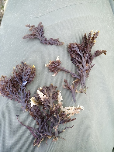 Pepper Dulse - Photo (c) Joana Pereira, some rights reserved (CC BY-NC)