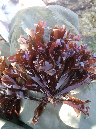 Irish Moss - Photo (c) Joana Pereira, some rights reserved (CC BY-NC)
