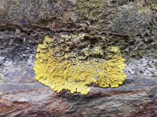 Orange Wall Lichens - Photo (c) Jaume Piera, some rights reserved (CC BY-NC)