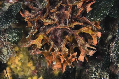 Pentapora fascialis - Photo (c) xavi salvador costa, all rights reserved