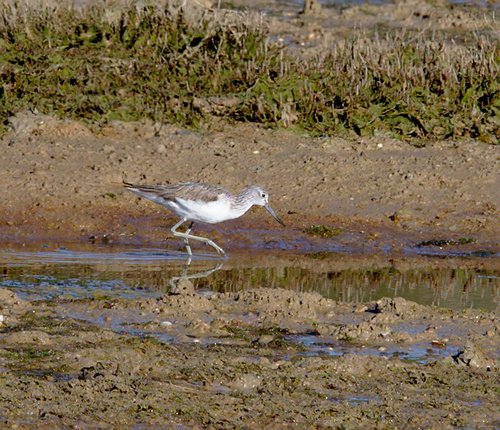 Tringa nebularia - Photo (c) Jaume Piera, some rights reserved (CC BY-NC)