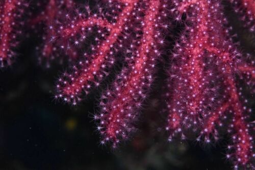 Paramuricea clavata - Photo (c) xavi salvador costa, all rights reserved