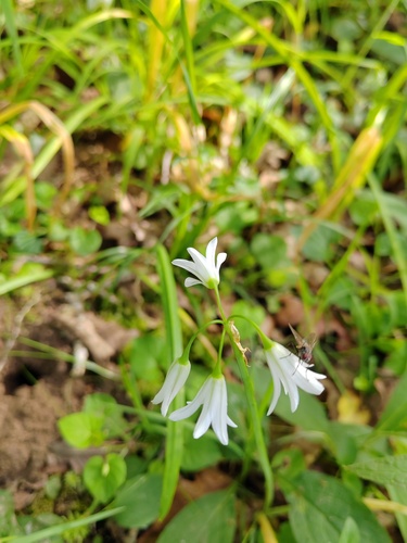 Three-cornered Garlic - Photo (c) mon_alro, some rights reserved (CC BY-NC)