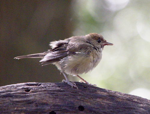 Sylvia atricapilla - Photo (c) Jaume Piera, some rights reserved (CC BY-NC)