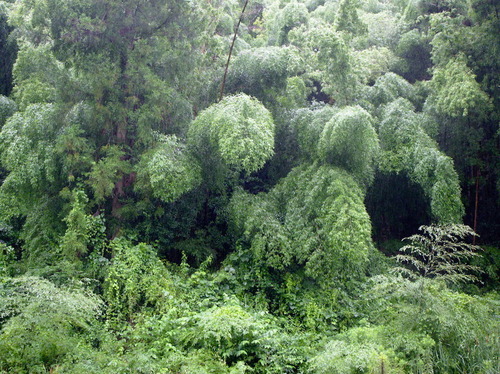 Bamboo - Photo (c) Jaume Piera, some rights reserved (CC BY-NC)