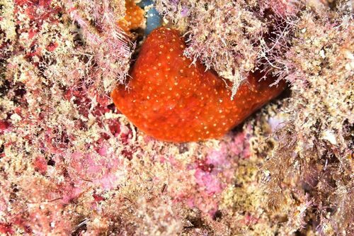 Pseudodistoma crucigaster - Photo (c) xavi salvador costa, all rights reserved