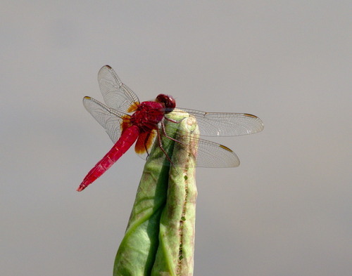 Dragonflies and Damselflies - Photo (c) Jaume Piera, some rights reserved (CC BY-NC)