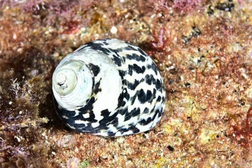 Turbinate Monodont - Photo (c) xavi salvador costa, some rights reserved (CC BY-NC)